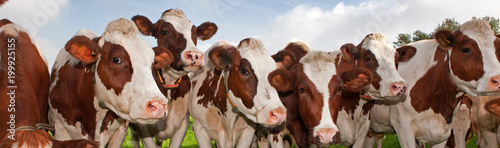 Cows in Dutch meadow. Cattle breeding
