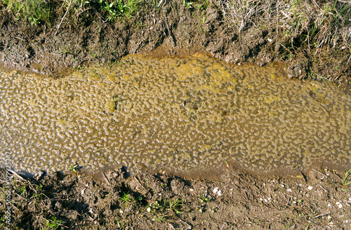 Water pollution: Polluted rivulet in the countryside in Eastern Thuringia