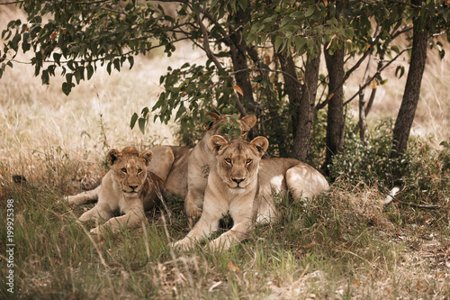 Lions resting on grassy field