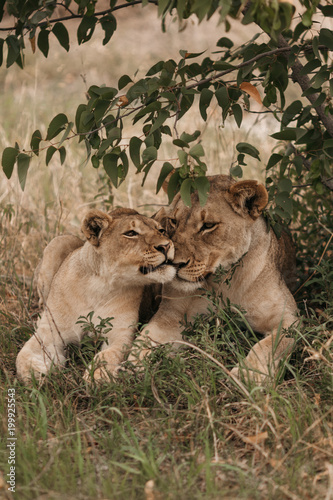 Lions grooming on grassy field