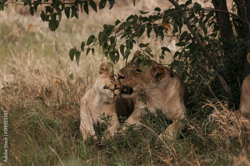 Lions grooming on grassy field