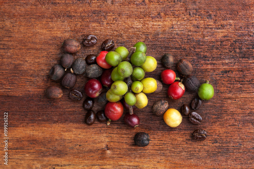 Coffea fruit and coffee beans.