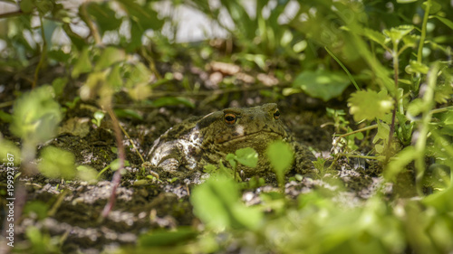 Common toad hidden in the shade of leaves