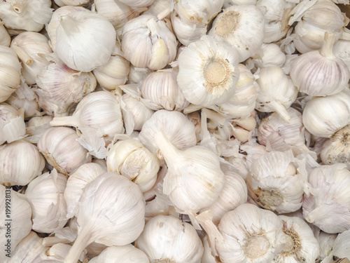 Organic Garlic Cultivation in Bangladesh photo