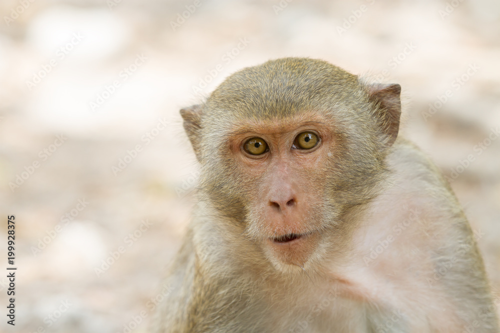 wild monkey portrait close up