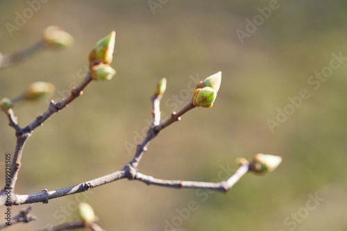First spring buds on tree branch