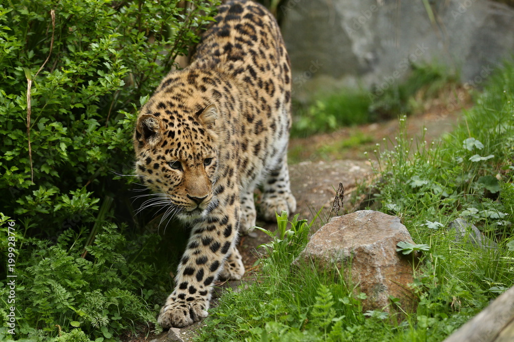 Endangered amur leopard in the nature looking habitat. Wild animals in  captivity. Beautiful feline and carnivore. Very rare kind of big cats  species. Panthera pardus orientalis. Stock Photo | Adobe Stock