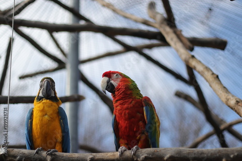 parrot bird sitting on the perch photo