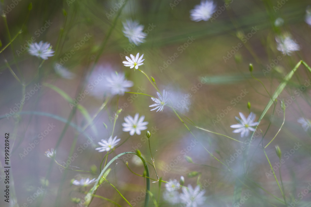 Wild white flowers in sunny meadow Wild white flowers in sunny meadow