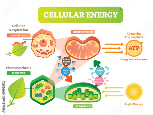 Animal and plant cell energy cycle vector illustration diagram with mitochondrion and chloroplast.
