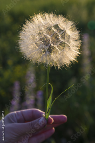 Fototapeta Naklejka Na Ścianę i Meble -  Fragile world. White dandelion closeup in female hand