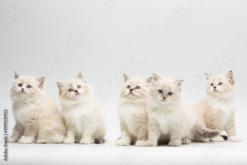 five cute little kittens on white background