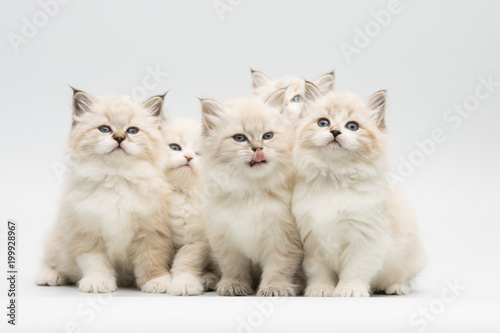 five cute little kittens on white background