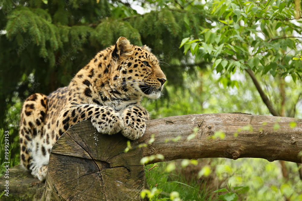 Endangered amur leopard in the nature looking habitat. Wild animals in captivity. Beautiful feline and carnivore. Very rare kind of big cats species. Panthera pardus orientalis. Endangered amur leopard in the nature looking habitat. Wild animals in captivity. Beautiful feline and carnivore. Very rare kind of big cats species. Panthera pardus orientalis.
