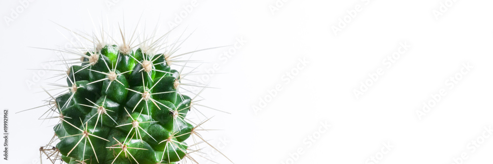 Panoramic view of cactus in a concrete diy pot on a white empty wall Panoramic view of cactus in a concrete diy pot on a white empty wall