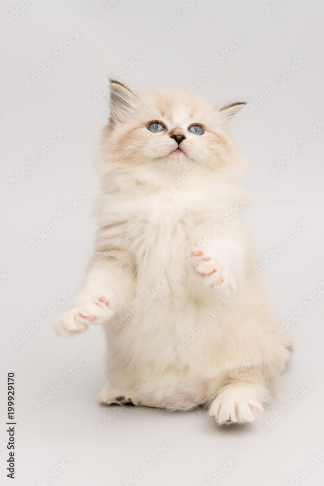 Fototapeta premium kitten on white background