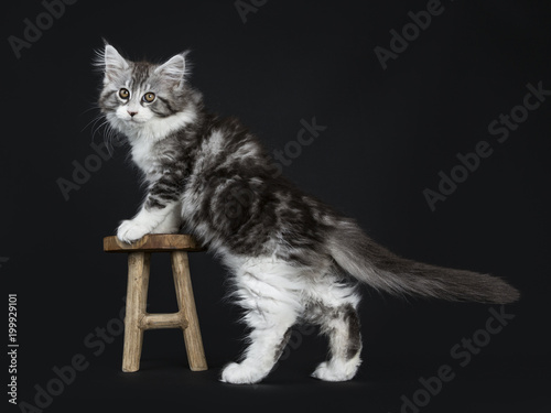 Impressive black tabby Maine Coon cat / kitten standing with front paws on small wooden stool isolated on black background looking at lens photo