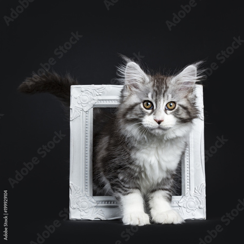 Impressive black tabby Maine Coon cat / kitten walking through / standing in white photo frame isolated on black background looking at camera photo