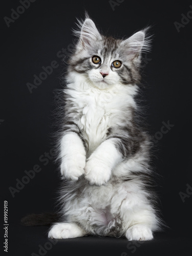 Impressive black tabby Maine Coon cat / kitten standing on back paws isolated on black background looking at camera © Nynke