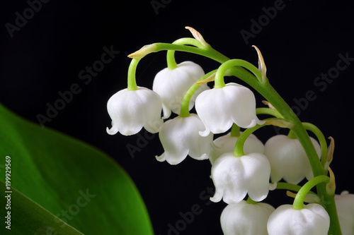 muguet fleurs printemps mai photo