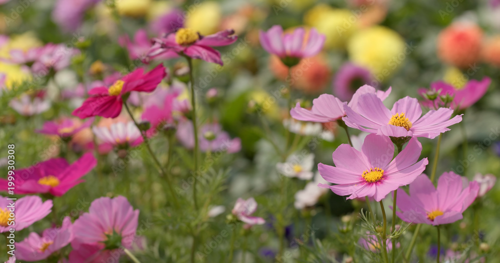 Pink cosmos flower Pink cosmos flower
