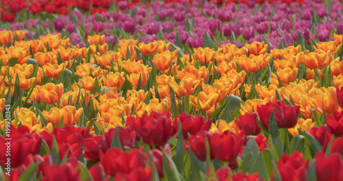 Fresh tulips garden © leungchopan