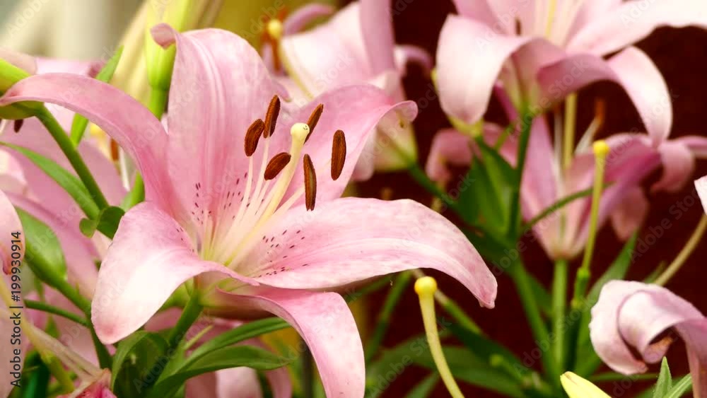 Beautiful lily flower in garden Beautiful lily flower in garden