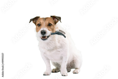Dog holding hair slicker brush in mouth ready for fur grooming and care