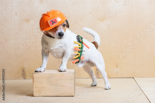 Fototapeta Naklejka Na Ścianę i Meble -  Funny builder wearing toolbelt and hardhat at construction site