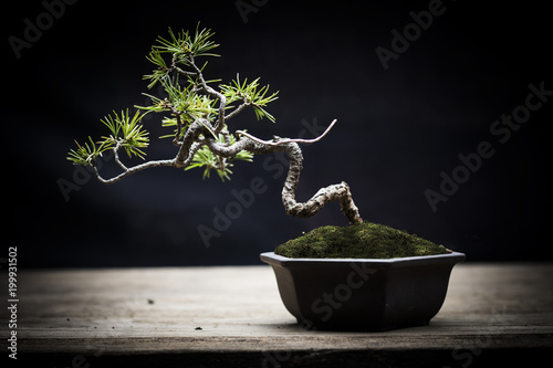 Japan white pine bonsai photo