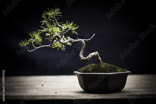 Japan white pine bonsai