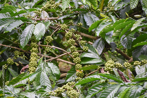Trees and green coffee fruits