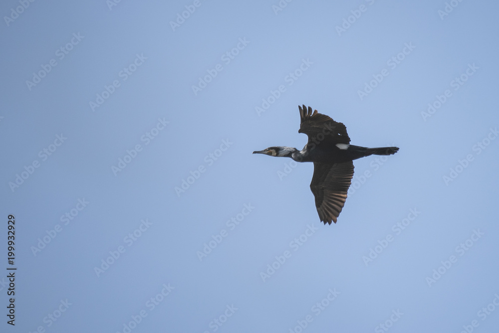 Fototapeta premium The bird of the great cormorant flies over the lake