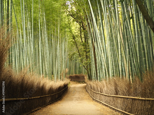 嵯峨嵐山での竹林の道