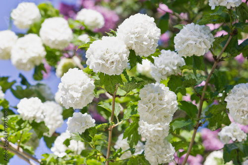 bush with white flowers viburnum closeup