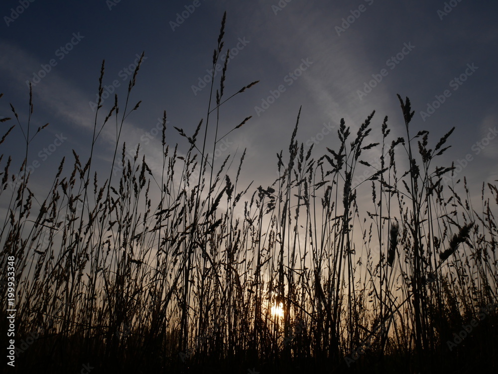 Fototapeta premium Sunrise Wheat