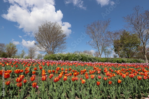 Wallpaper Mural 馬見丘陵公園のチューリップ Torontodigital.ca