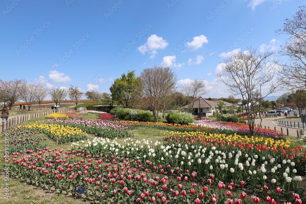 馬見丘陵公園のチューリップ