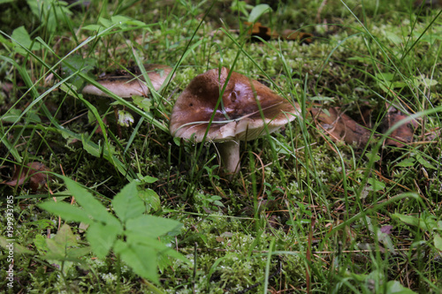 brown mushroom close-up on a background of grass photo