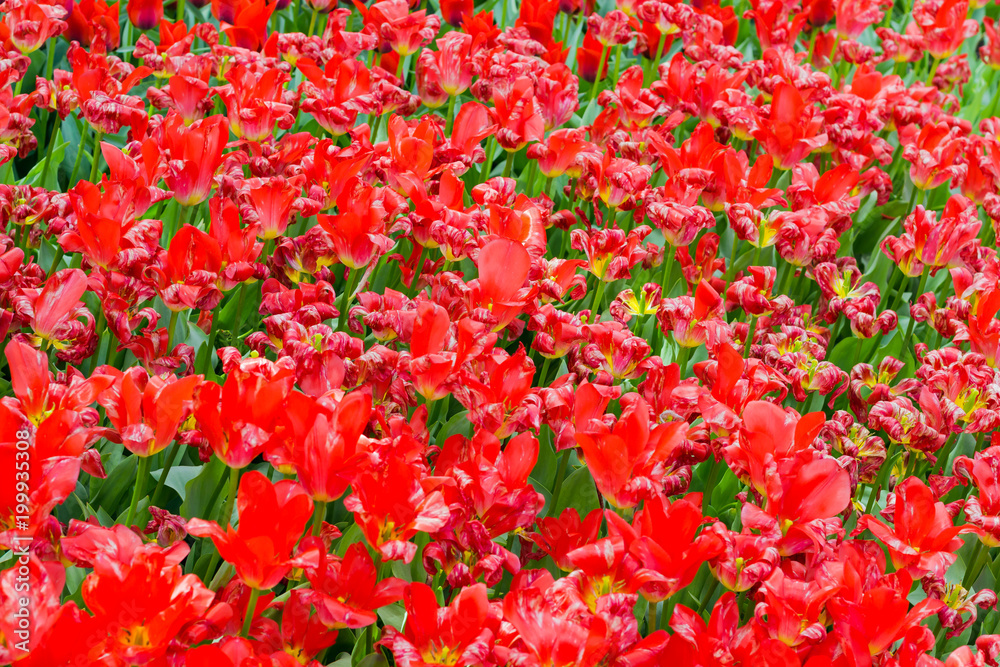 Background of the different red tulips on a flower bed