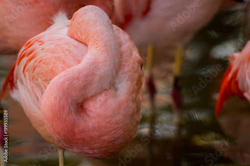 Curled Up Flamingo With Copy Space