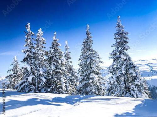 Schneebedeckte Bäume in den Alpen
