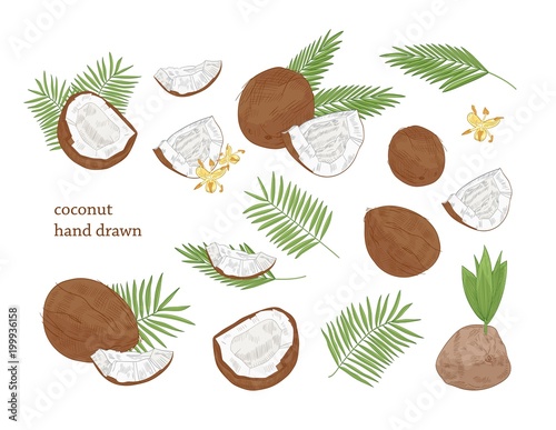 Collection of detailed botanical drawings of whole and split coconut and palm tree leaves isolated on white background. Edible fresh exotic tropical fruit or drupe. Realistic vector illustration.