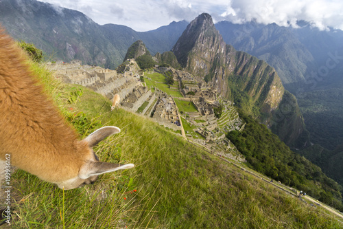 Llama grazing in Macchu Picchu