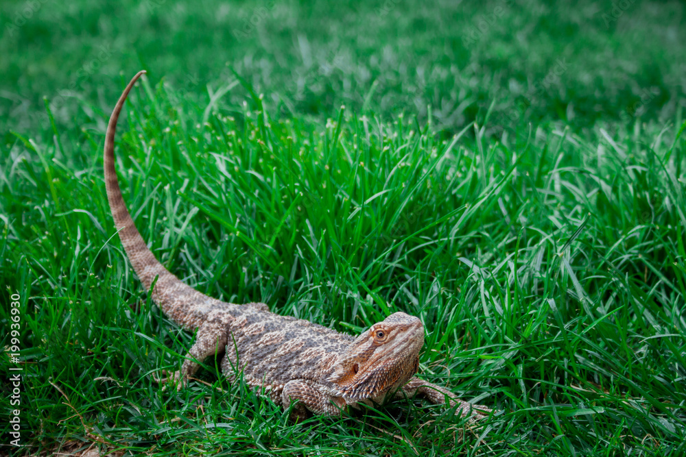 Lizard on the outside lawn Lizard on the outside lawn