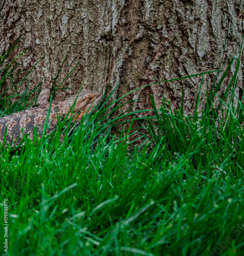 Fototapeta Naklejka Na Ścianę i Meble -  Lizard on the outside lawn