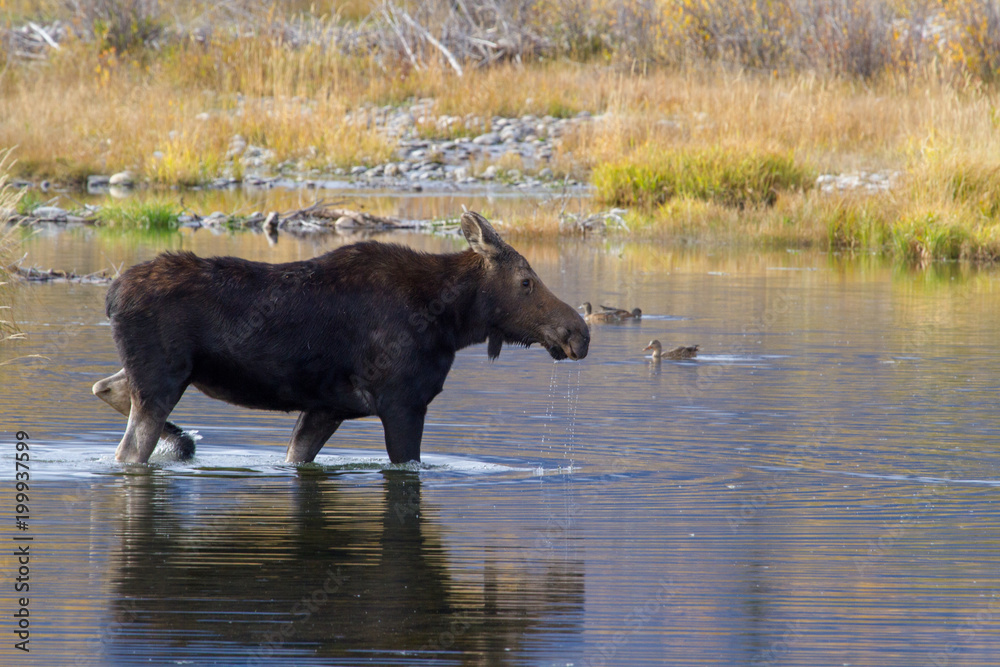 moose moose