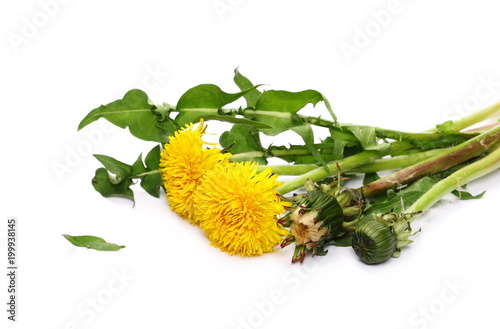 Fototapeta Naklejka Na Ścianę i Meble -  Spring yellow dandelion flowers and bunch isolated on white