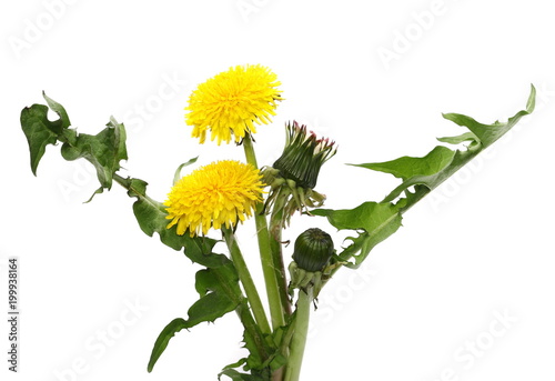 Fototapeta Naklejka Na Ścianę i Meble -  Spring yellow dandelion flowers and bunch isolated on white