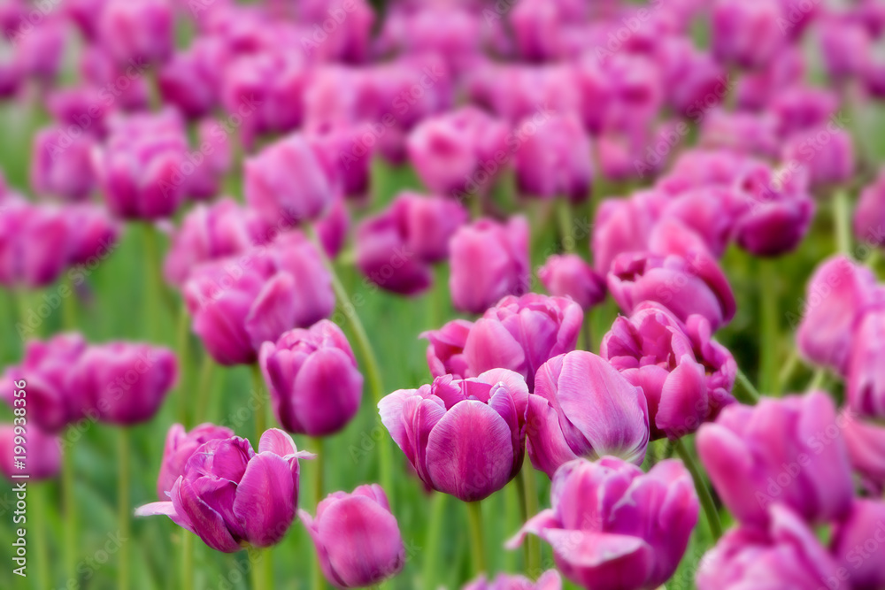 Spring flowers nature background.Pink tulip  flowers in the garden